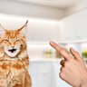 猫への『しつけ』がうまくいく3つのポイント　怒るより褒めるほうが効果あり？