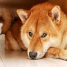 犬にストレスを与えるシチュエーション4つ　知っておくべき理由から解消するコツまで解説