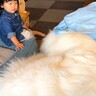 2歳の女の子が『超大型犬に布団を奪われた』結果…優しさに溢れた『まさかの行動』が14万再生「一生懸命なお世話」「寝かしつけ可愛い…」