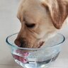 犬の『水分不足』サイン4選　愛犬が水を飲まなくなる原因や対処法まで