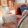 犬が『寝ているおじいちゃん』の枕元に行くと…まさかの『守っているような姿』が尊すぎると16万再生「こっそり寝顔見てる」「心温まる」と絶賛