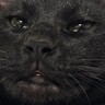 たまになんやけど、黒猫の表情が……→『衝撃的すぎる顔つき』に大爆笑！324万表示「猫に見えないｗ」「か、かわいいよ」とSNSで話題に