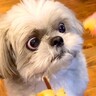 犬が近所のおばあちゃんに『やきいも』を貰った結果…ギラッギラな『必死すぎる表情』が面白いと5万再生「真剣ｗ」「ガン見でたまらん」