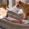 赤ちゃんを揺れる椅子に乗せていたら、犬が…まさかの『優しすぎる行動』が4万再生「頼もしい姿に感動」「良い子すぎて泣ける」と絶賛の声