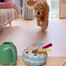 『じょうろ持ってきて』と大型犬にお願い→目の前におやつがあったらどうするか？検証したら…まさかの光景に「びっくり」「全部理解してる」の声