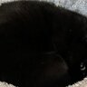 猫が『いなくなった』と思い家中探していたら…あまりにも分かりづらい"予想外の状態"が99万表示「素晴らしき穴暗」「見つめる深淵」