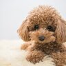 犬の『社会化』は子犬の時期だけではない？知っておくべきその実態とは