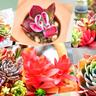 【浜名区・カクト・ロコ】多肉植物は“冬”紅葉する