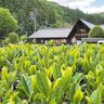 茶摘みからお茶作りまで体験できる「桐生梅田茶のお茶摘み体験」摘みたての一番茶を楽しもう【5月17・23・25日】群馬県桐生市