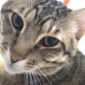 体調不良になった飼い主さんに、猫がとった『まさかの行動』…悶絶必至の光景が189万再生「可愛すぎて罪」「忠猫振りに感動」の声