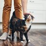 猫が『しっぽをくるっと巻きつける』理由4選　自分の足や仲間猫の体…巻きつけるもので意味が違う？