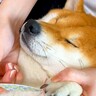 犬の爪をケアしていたら…まるで『専用ネイルサロン』に来たかのような光景が22万再生「女子力高い」「腕を折りたたんでて可愛すぎる」と悶絶