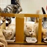 子猫４匹が"ごはん争奪戦"を開始→無法すぎる食事風景がまるで『戦国時代』と話題に「綺麗に並んだと思いきや…ｗ」「わちゃわちゃｗｗ」