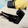 ソファでくつろいでいる猫を見てみたら→『仕事帰りのおっさんみたいな姿』が笑撃的すぎると2797万再生「とても疲れているようだｗ」