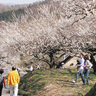 梅の香りに包まれる「秋間梅林祭」群馬県安中市の秋間梅林で2月17日から3月下旬まで開催。金・土曜にはライトアップも