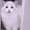 飼い主さんが長風呂していたら、猫が…まさかの『文句を言いに来る姿』が20万再生「可愛すぎる」「猫もヒートショック心配する時代か」の声
