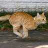 愛猫が突然ダッシュするのはなぜ？謎行動の理由6選と、見られたときの対処法