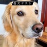 SNSで流行している『番犬テスト』をしてみた結果…大型犬が見せた『まさかの反応』が46万再生「偽物だと見破ってる説ｗ」「天使」と絶賛