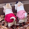 柵の向こうがどうしても気になる犬…まさかの『未知の存在』に夢中になる光景が話題に「後ろ姿が可愛すぎる」「シンクロしてて笑った」と絶賛