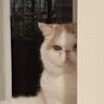 棚の上に座っていた猫が……→突然始まった『セクシーショー』に爆笑の声「近くで観劇したいｗ」「ちょっとだけよ〜」と231万表示