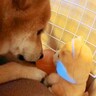 しゃべるぬいぐるみを買ったら、犬がコソコソと…まさかの『内緒話をしている光景』と結末が298万再生「楽しそうで良き」「最後で吹いたｗ」