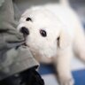 犬が飼い主をからかう時にみせる仕草３つ　なぜからかってくるの？考えられる心理や対処法とは