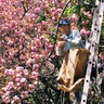 八重桜の出荷ピーク　秦野市千村地区で
