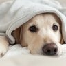 愛情不足な犬がみせる『問題行動』5選　愛犬に満足してもらうためのコミュニケーション方法とは？