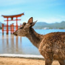 外交官撮影の写真一堂に