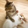 子猫たちによる運動会！　かわいすぎる“やんのかポーズ”まで繰り出されるほど盛り上がりを見せる