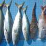 冬の師崎沖泳がせ釣りが熱い！【愛知・荒ます釣船】80cmブリに65cmマゴチを好捕