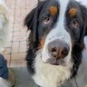 『大型犬を飼うということ』飼い主の覚悟と現実…想像をはるかに超える『イタズラの記録と歴史』が50万再生「素敵な考え方」「犬飼の鑑」と絶賛