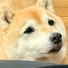 犬と一緒に『おばあちゃんの家に遊びに行った』結果…まさかの『本当の孫みたいな顔をする光景』に1万いいね集まる「優秀すぎ」「よくできた子」