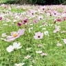 一夜城で秋桜を堪能