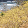 群馬県桐生市の映えるスポット、冬の梅田湖畔を彩る350本のロウバイが2月中旬まで見頃。3日、4日はロウバイ祭りも