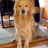 大型犬に『新聞あった？』と尋ねてみた結果…完全に言葉を理解している『まさかの行動』が24万再生「人間が入ってるのでは…？」「びっくり」