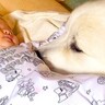 赤ちゃんが『超大型犬を間近で見た』結果…はじめて起こった『予想外の出来事』が443万再生「大興奮でかわいいｗ」「愛情だだもれ」と絶賛