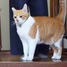 普段は礼儀正しい猫が『ご飯の時間』になると…可愛すぎるギャップに爆笑！30万回再生「表情豊かｗ」「家族に対して礼儀正しいですね」