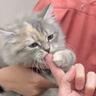 『動物病院』にやって来た子猫→先生との初めての対面で見せた行動が……あまりにも『尊すぎる姿』にもん絶する人続出！「可愛い！」