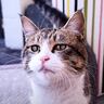 『出会いから約３年半…』時間をかけて野良猫と信頼関係を築いた結果…感動の瞬間が27万再生「ものすごいドラマ」「涙ちょちょぎれ」の声