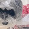 雨の日、お店のビニール袋で『犬のカッパ』をDIYした結果…まさかの『モデルのような光景』が25万再生「レインコートより素敵」「斬新」