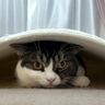 パパ猫がくつろぐカーペットの下に潜入する息子猫、隠れているつもりの態度がかわいい