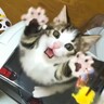 猫じゃらしで遊ぶ猫を『スロー再生』した結果…動きが可愛すぎると悶絶の声続出「かわいさ100倍で最高」「見てるだけでニッコリ」