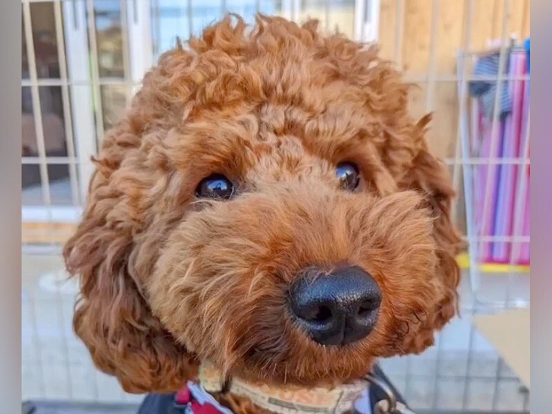 エドワルト・ムンク、犬のいる自画像、希少な画集より、状態良好、新品高級額 犬のいる自画像 | コレクション | ポーラ美術館