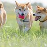 犬が成長すると『性格が変わる』理由3つ　変化するキッカケや要因、正しい接し方まで