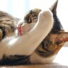 よく耳にする『猫にまつわる都市伝説』4選　なかにはちゃんと根拠があるものも？
