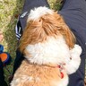 『笑われるからやめなさい』犬とお花見に行った結果→まさかの『休息の取り方』にツッコミ殺到「ジワジワくるｗ」「おしりが鼻に…」と1万いいね