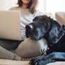 愛犬が『体を預けてくる』ときの心理5つ　信頼されている証？飼い主へ伝えたいこととは