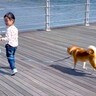 3歳の女の子が海に近づいた結果、犬が…まさかの『心配して見せた行動』が優しすぎると45万再生「感動…偉すぎる」「気の効く彼氏みたい」