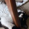 猫を実家につれて帰った結果…とんでもない格好で『くつろぎだす姿』が121万表示「見事なくつろぎっぷりｗ」「ダイナミック」とSNSで話題に